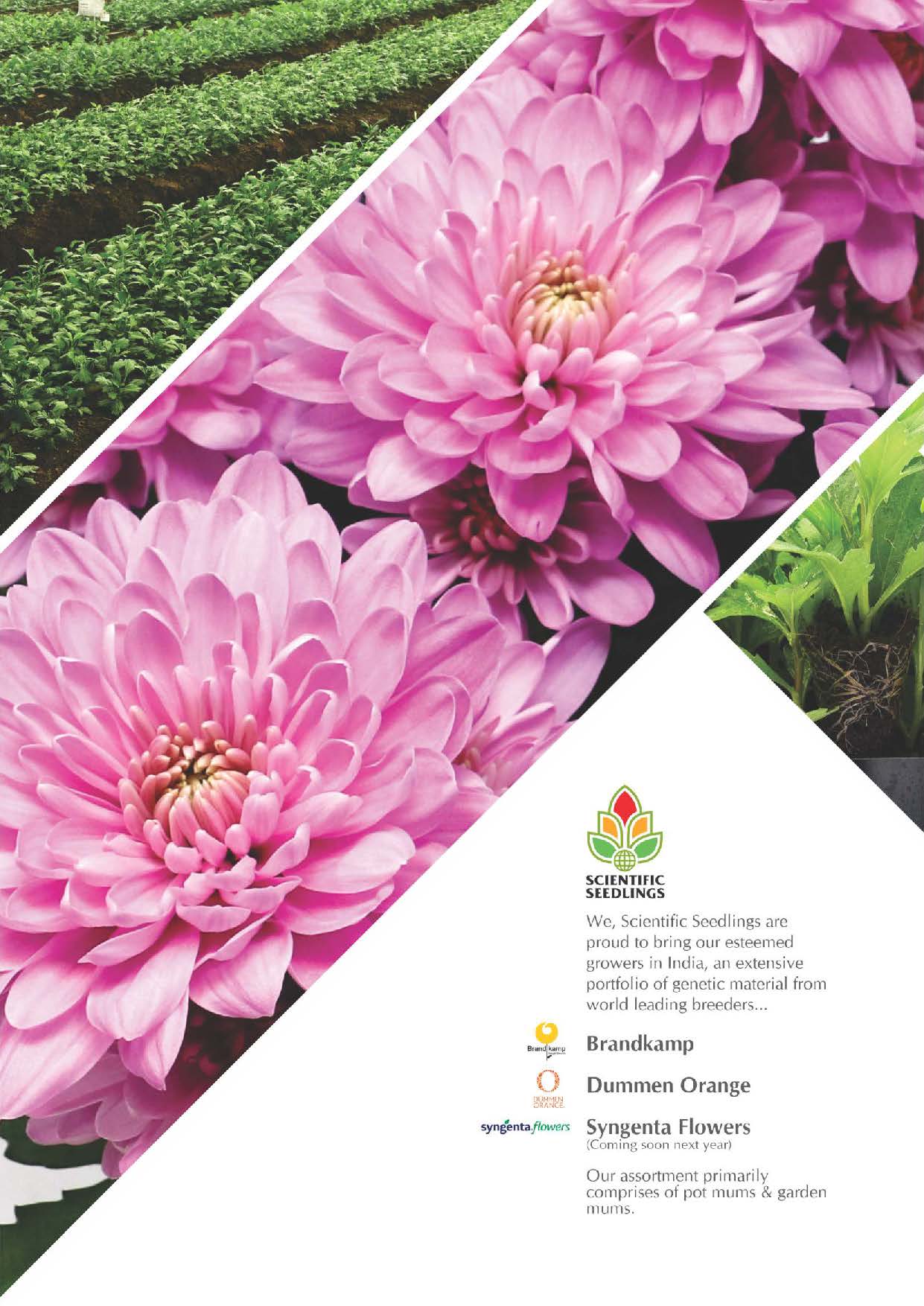 NEW A4_SSIPL Brochure for Web_Chrysanthemum_Page_04