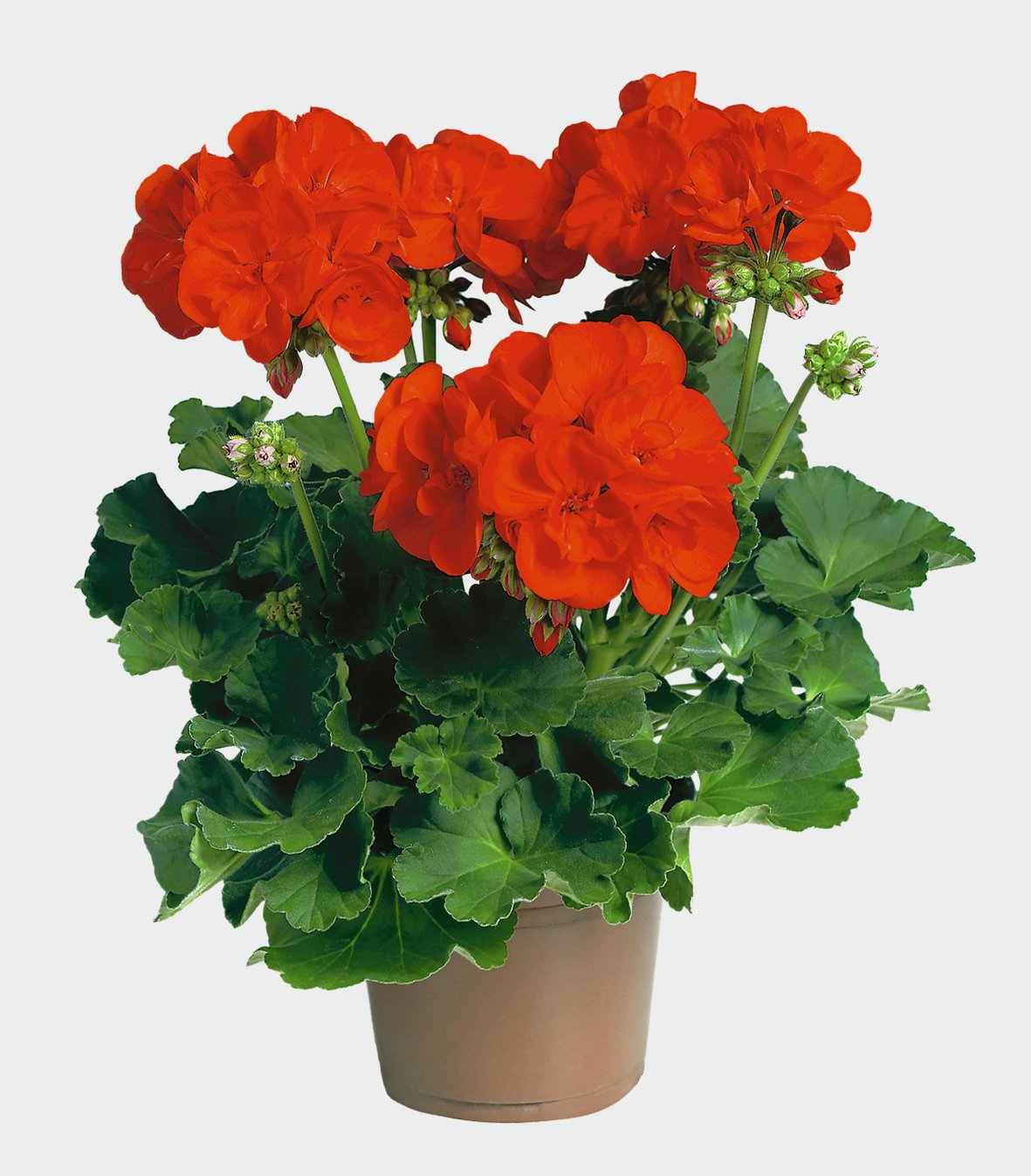 pac_Anthony_10272_01_Presse