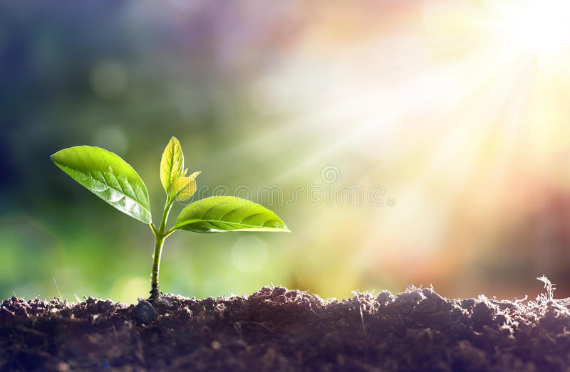 young-plant-growing-sunlight-89517487